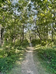 path in the woods