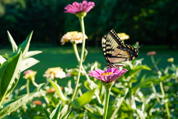 Beautiful Swallowtail Butterfly on top of a pink zinnia flower. 