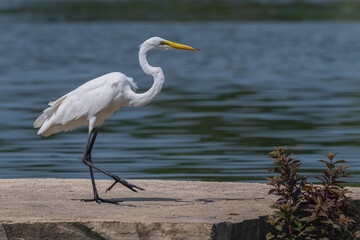 Great egret walking on a flat rock with lake in the background.