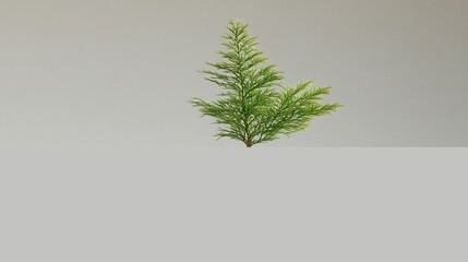 Small green asparagus fern plant isolated on a white and gray background.