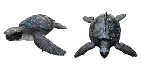 Two turtles laying on a white background