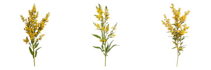 Three yellow flowers are shown in a row