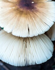 Stacked mushroom caps closeup