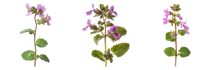 Three purple flowers are shown in a row