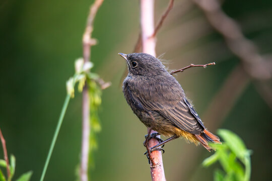 Black redstart bird at summer