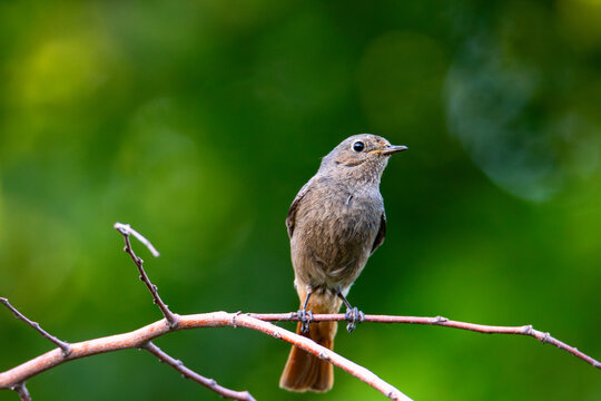 Black redstart bird at summer