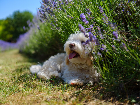 Young Havanese Dog in a Lavender Field