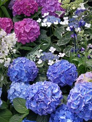 Hydrangeas