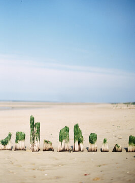 Ancient wooden breakwater: green seaweed moss grows on groynes