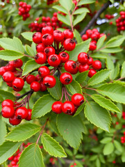 Fototapeta premium Bright red berries and green leaves of cotoneaster close-up. Decorative red berry in a garden. Beautiful green natural background. Selective focus