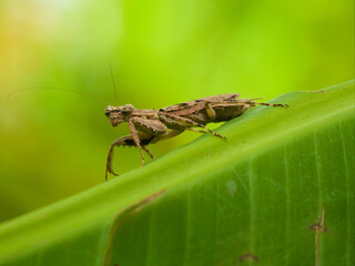 grasshopper on a leaf
