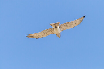 Águila culebrera (Circateus gallicus) avante toda sin mirar hacia tras