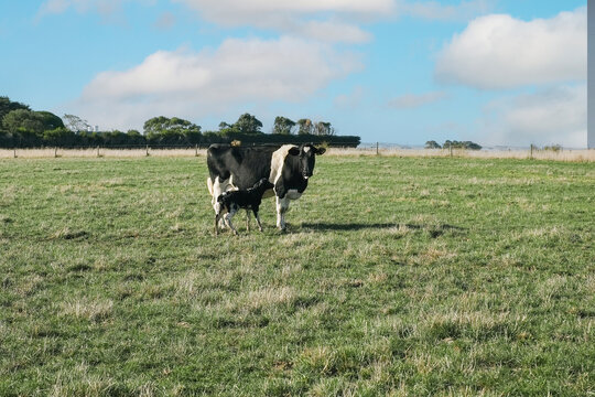 Cows Grazing in a Lush Green Field Under a Clear Blue Sky