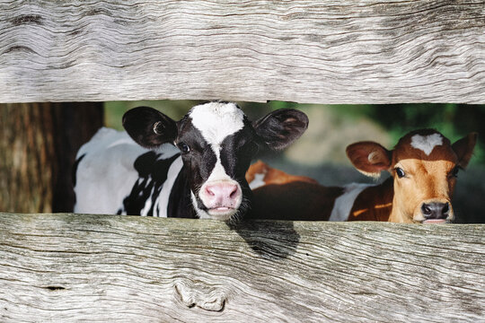 Two Calves Peek Through a Wooden Fence in a Farmyard Setting