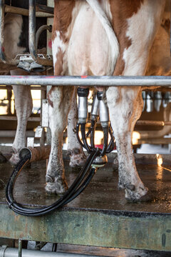 Milking Process in an Indoor Dairy Farm During Morning Hours