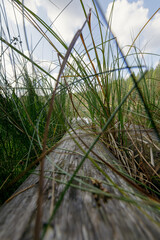 A serene outdoor scene featuring a wooden path surrounded by tall green grasses under a partly cloudy sky. Perfect for nature, hiking, or landscape themes.