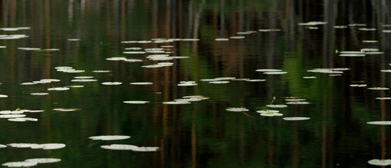 Serene lake scene with floating white water lilies and reflections of tall trees in calm, dark water. Perfect for nature, tranquility, and outdoor themes.