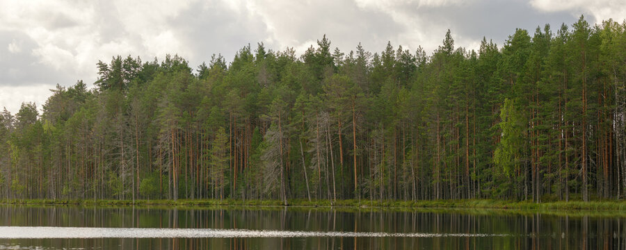 Serene lake with a dense forest of tall pine trees under a cloudy sky, reflecting perfectly on calm water. Ideal for nature, wilderness, and landscape themes.