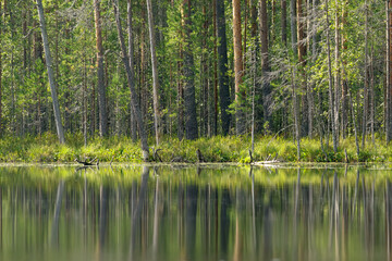 Serene forest lake with tall pine trees reflecting in calm water, surrounded by lush greenery. Perfect for nature, wilderness, and relaxation themes.