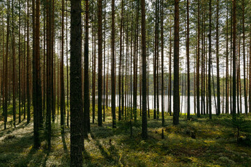 A serene forest with tall pine trees and a tranquil lake, bathed in soft sunlight. Lush greenery and moss cover the ground, creating a peaceful natural landscape ideal for relaxation.