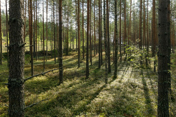 Tall pine trees in gentle sunlight cast long shadows across vibrant green undergrowth, creating a tranquil and pristine forest atmosphere.