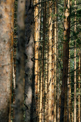 Obraz premium A serene forest with tall pine trees bathed in golden sunlight, showcasing textured bark and lush green needles. Perfect for nature, wilderness, and outdoor themes.
