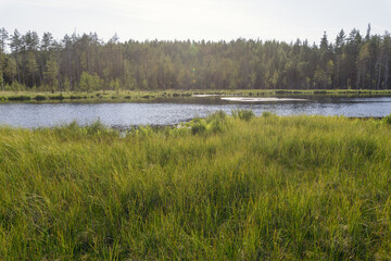 A serene landscape featuring a calm lake surrounded by lush green grass and dense forest under a clear sky. Perfect for nature lovers and peaceful scenery enthusiasts.