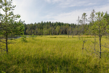 Fototapeta premium A serene landscape featuring a lush green meadow with scattered trees and a distant forest under a partly cloudy sky. A small pond reflects the natural beauty, creating a peaceful outdoor scene.