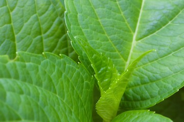 A close-up horizontal shot of fresh green leaves of a young Hydrangea plant, showcasing their intricate texture and vibrant color.