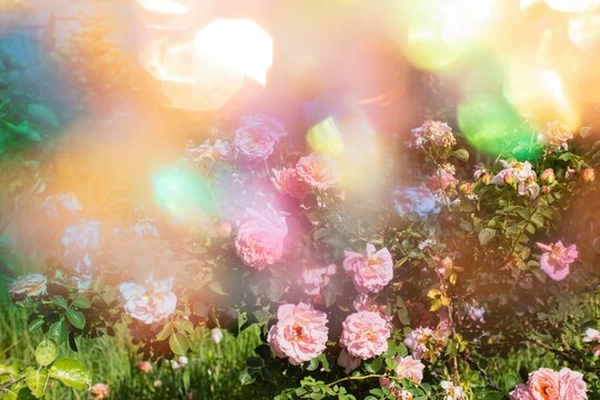 Pink roses in garden in psychedelic light