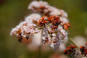 macro flowers white and red and blur background 