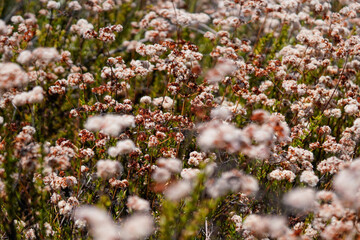 Wild flowers in the spring