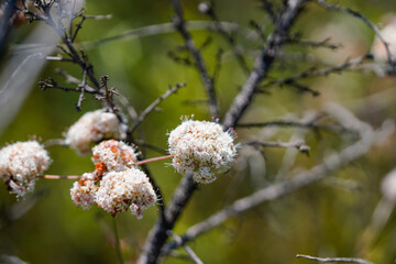buds of a flowers in the wild field 