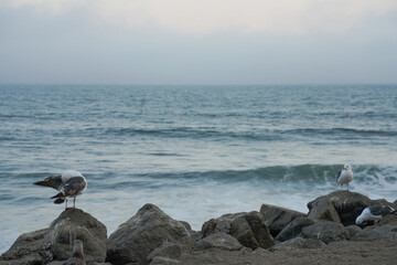 seagulls on the rocks at the beach with waves in the ocean 