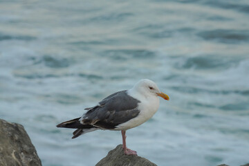 seagull on the beach