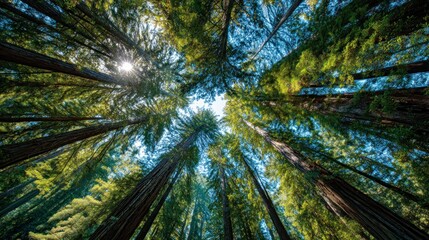 Fototapeta premium Forest canopy sunlight trees nature