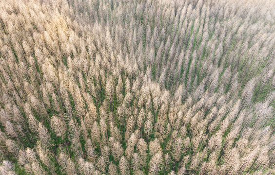 Aerial View of Dead Trees in Post Wildfire Forest