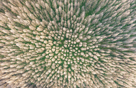 Aerial View Dead Forest After Wildfire Disaster