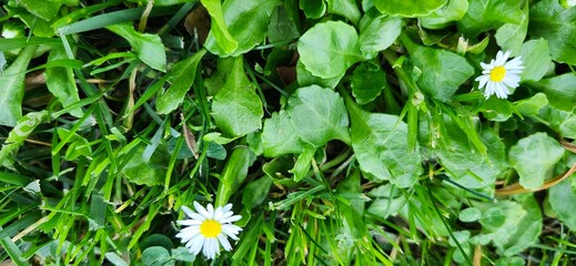 green grass background