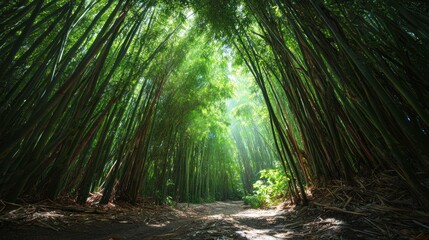 Fototapeta premium Green bamboo forest pathway