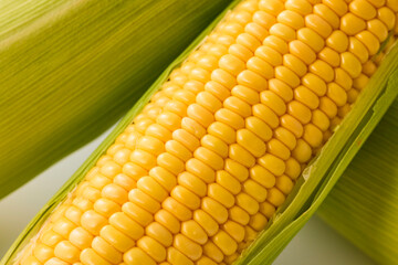 北海道産スイートコーン(とうもろこし)　Hokkaido Sweet Corn