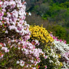 Obraz premium Vibrant flower display in shades of pink, white, and yellow