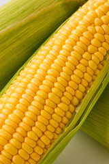 北海道産スイートコーン(とうもろこし)　Hokkaido Sweet Corn