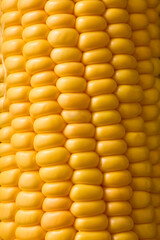 北海道産スイートコーン(とうもろこし)　Hokkaido Sweet Corn
