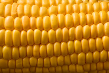 北海道産スイートコーン(とうもろこし)　Hokkaido Sweet Corn