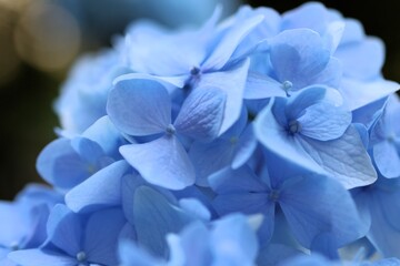 A close-up of delicate blue Hydrangea flowers, showcasing the intricate texture of the petals with a soft, blurred background.