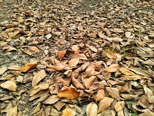 autumn dry brown leaves background In the forest 