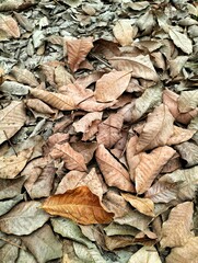 A backdrop of dry brown leaves piled on the forest floor, with leaves falling in the woods
