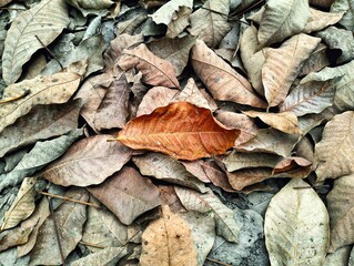 A background of dry brown leaves piling up on the ground, with fallen leaves in the forest