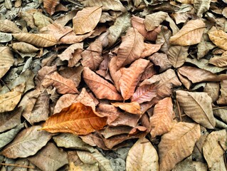 A scene of dry, brown leaves scattered on the ground, with more leaves falling in the forest